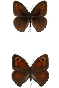 Maniola cypricola
