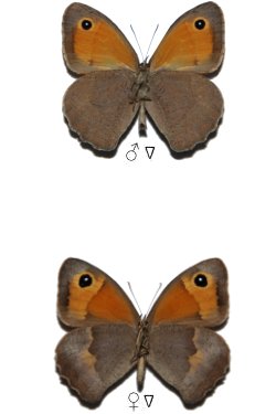 Maniola cypricola