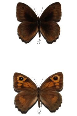 Maniola jurtina