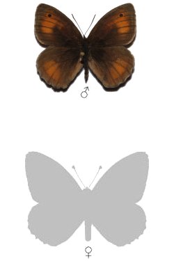 Maniola nurag