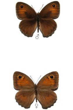 Maniola telmessia