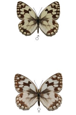 Melanargia lachesis