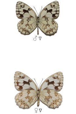 Melanargia lachesis