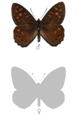 Pararge xiphia