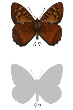 Pararge xiphia