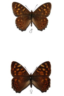 Pararge xiphioides