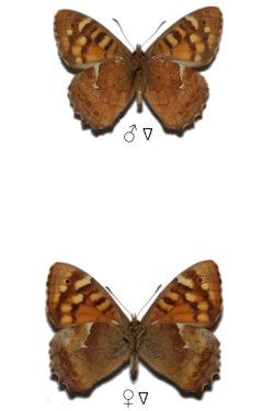 Pararge xiphioides