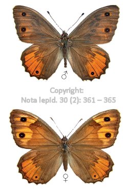 Pseudochazara annieae