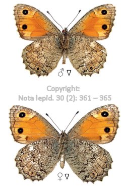 Pseudochazara annieae