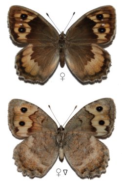 Pseudochazara cingovskii