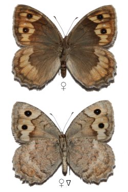 Pseudochazara cingovskii