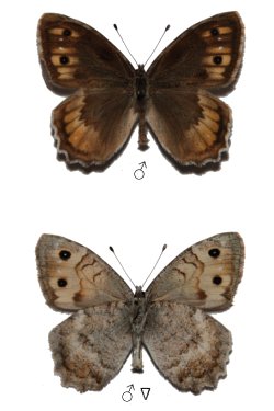 Pseudochazara cingovskii