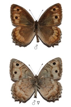 Pseudochazara cingovskii