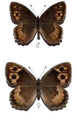 Pseudochazara cingovskii