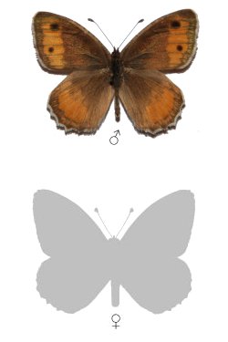 Pseudochazara droshica badachshana