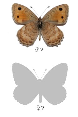 Pseudochazara droshica badachshana