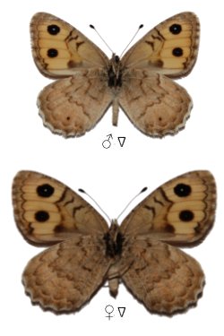 Pseudochazara euxina