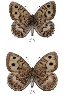 Pseudochazara geyeri occidentalis
