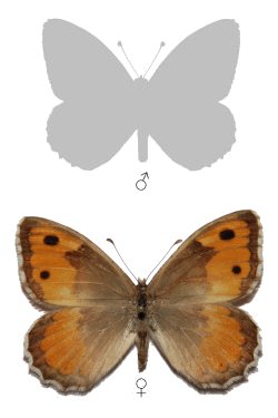 Pseudochazara lehana