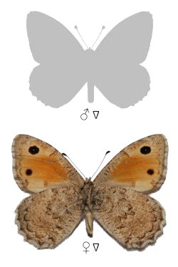 Pseudochazara lehana