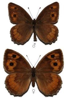Pseudochazara tisiphone