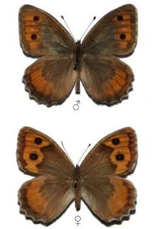 Pseudochazara mniszechii