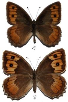 Pseudochazara orestes