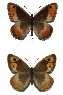 Pseudochazara pakistana