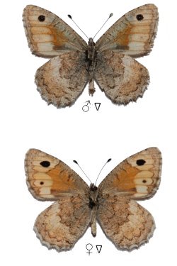 Pseudochazara pakistana