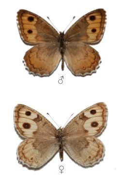 Pseudochazara pallida