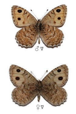 Pseudochazara pallida