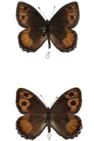 Pseudochazara amymone