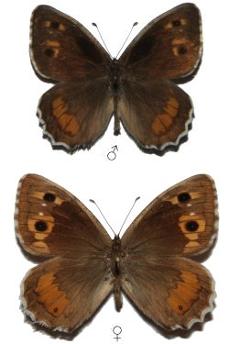 Pseudochazara kermana