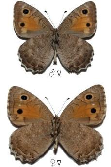 Pseudochazara kermana