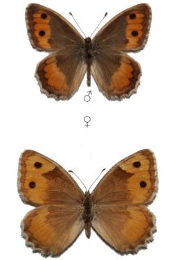 Pseudochazara turkestana esquilinus