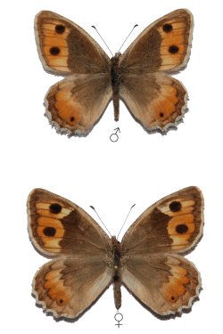 Pseudochazara watsoni