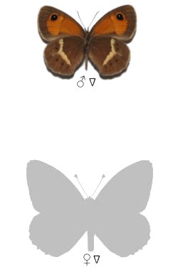 Pyronia bathsheba