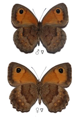 Pyronia janiroides