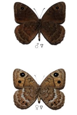 Satyrus actaea