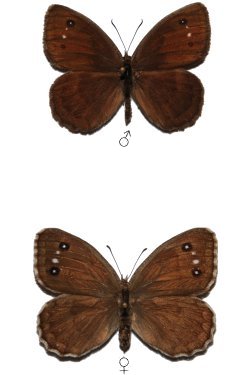 Satyrus amasinus