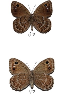 Satyrus amasinus