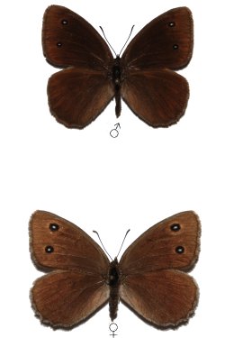 Satyrus virbius
