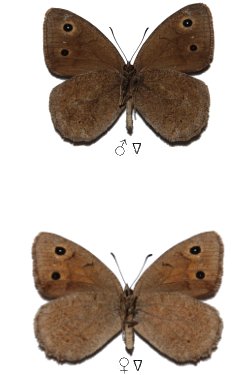 Satyrus virbius
